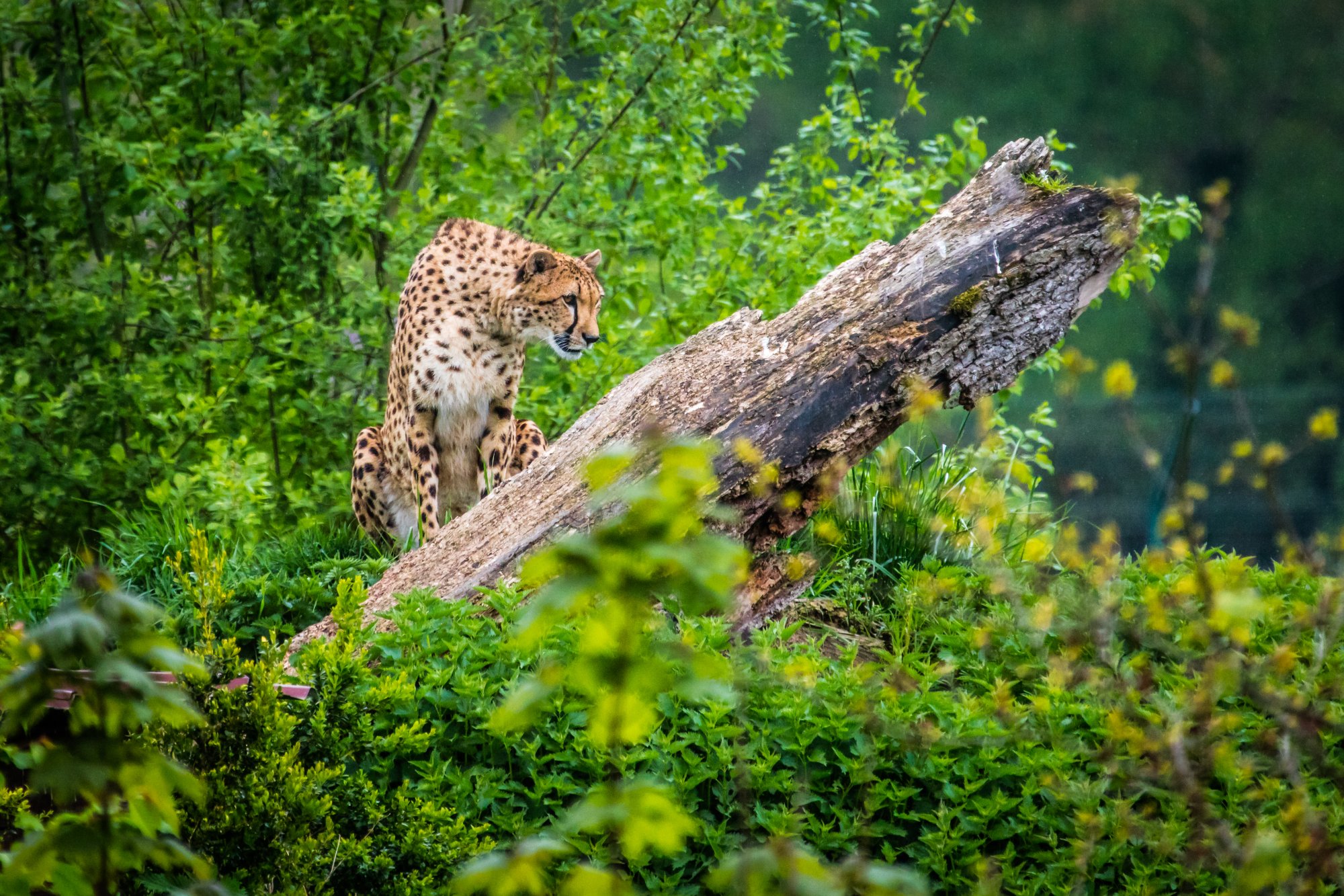 Animalier