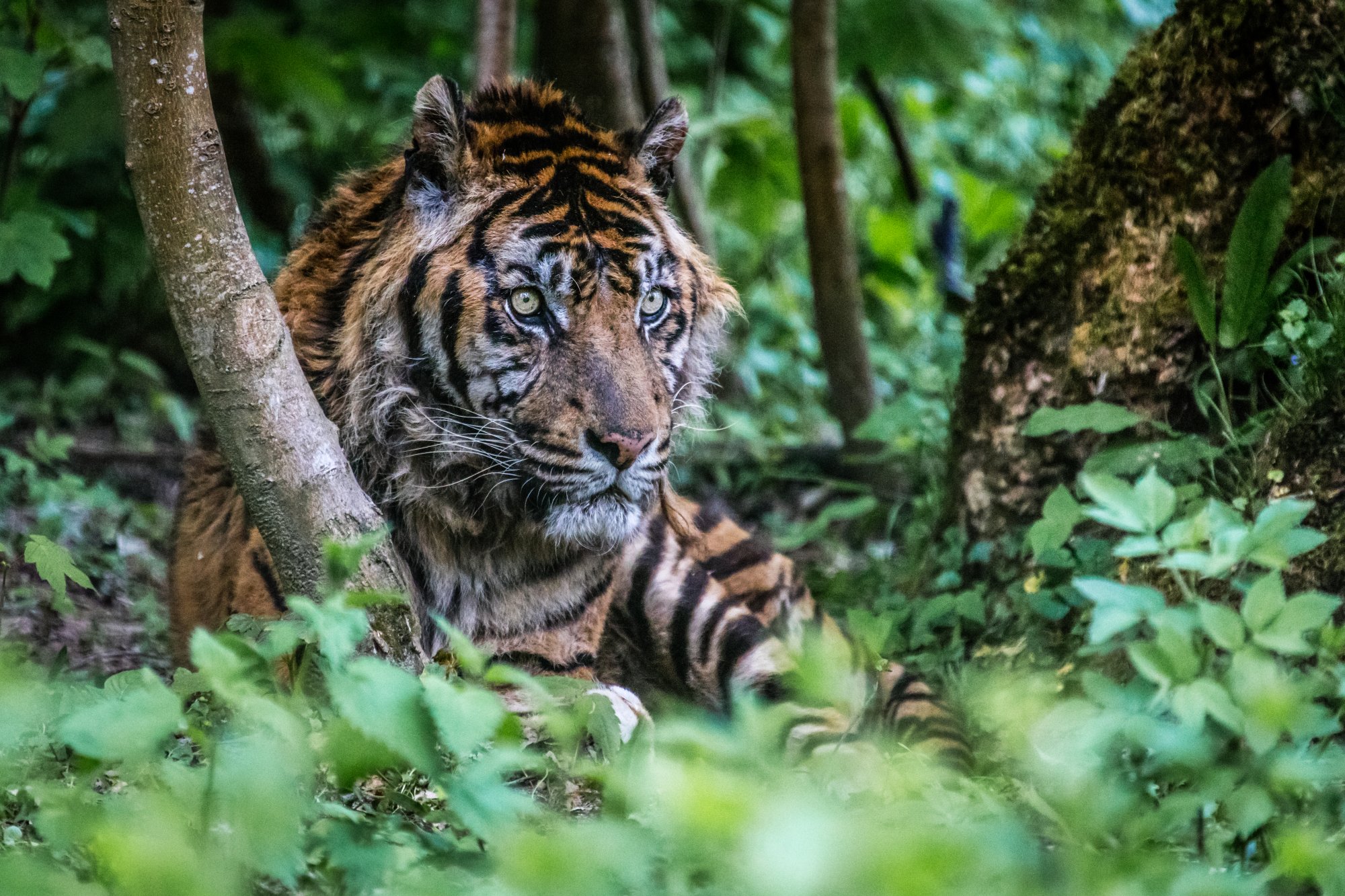 Animalier