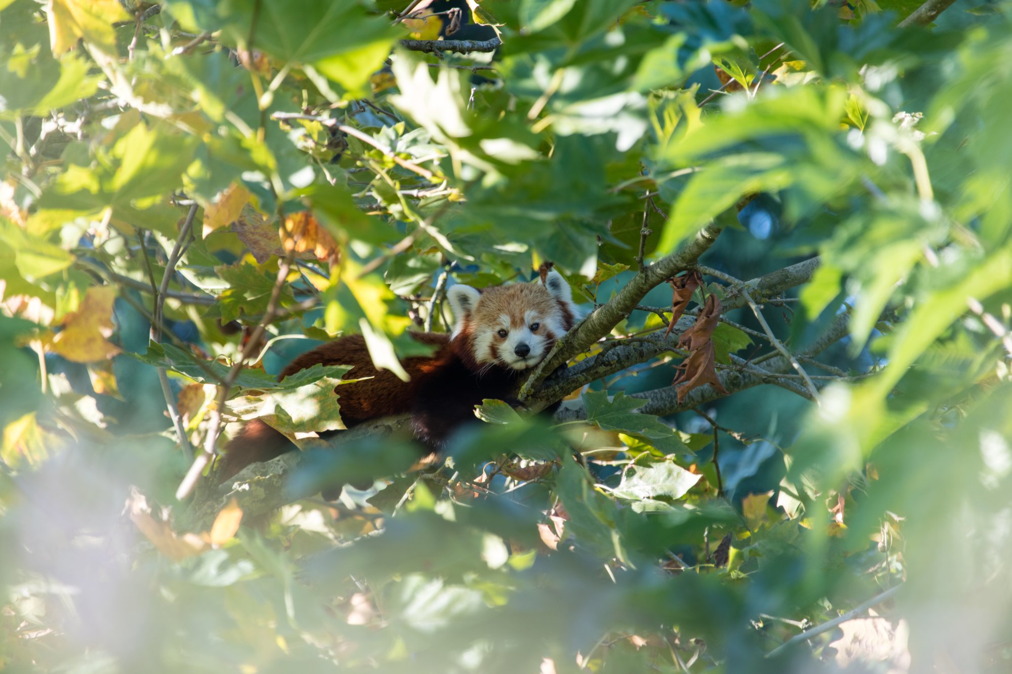 Animalier